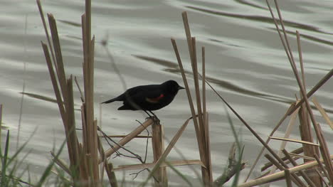 Red-winged-blackbird-by-lake