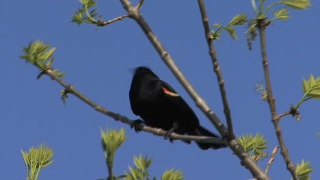 Red-winged-blackbird-in-tree