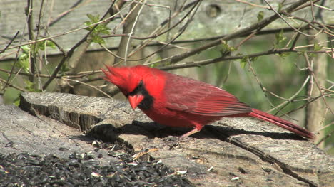 Cardinal-eating-from-log