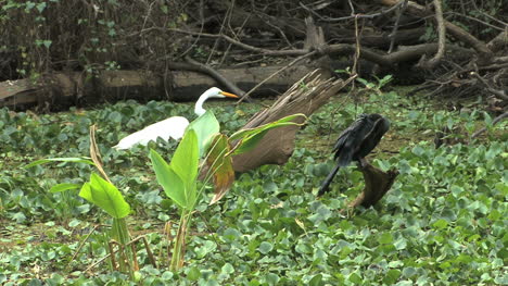 Florida-Vögel-In-Einem-Sumpf