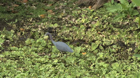 Florida-LIttle-blue-heron-stalking