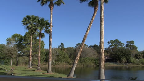 Florida-Palms-by-lake