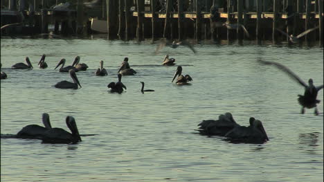 Florida-pelicans-flying