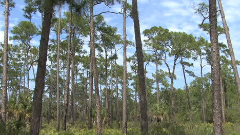 Florida-pine-woods
