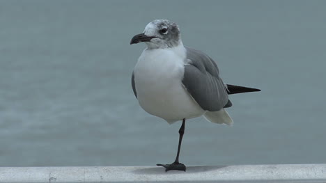 Florida-seagull-standing-on-one-leg