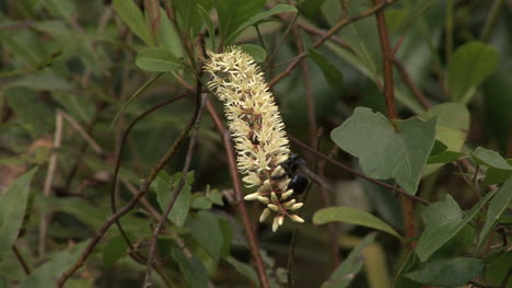 Florida-swamp-flower-with-bee