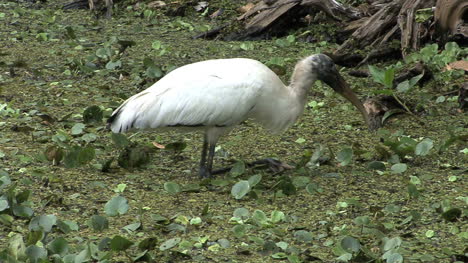 Florida-Wood-stork-eats-and-swallows
