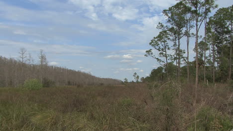 Florida-Waldlandschaft