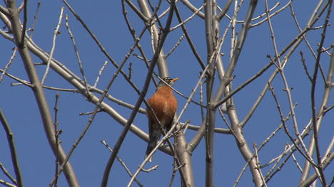 Robin-in-a-spring-tree