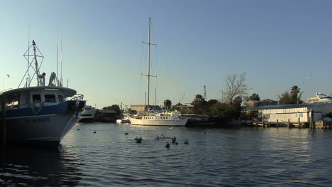 Tarpon-Springs-boats-and-pelicans