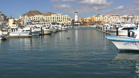 Baja-Cabo-San-Lucas-harbor-with-pelcan