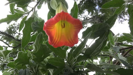 Ecuador-tropical-flower