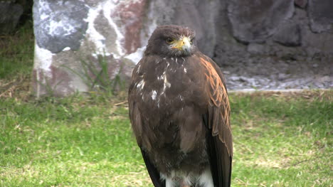 Ecuador-hawk-opens-mouth
