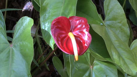 Red-Anthurium-flower