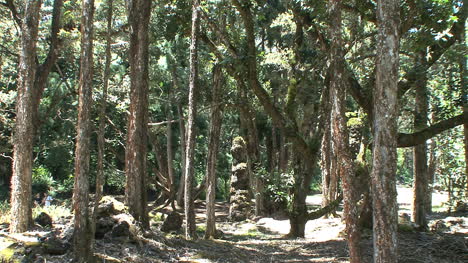 Hawaii-Baum-Im-Wald-Gegossen