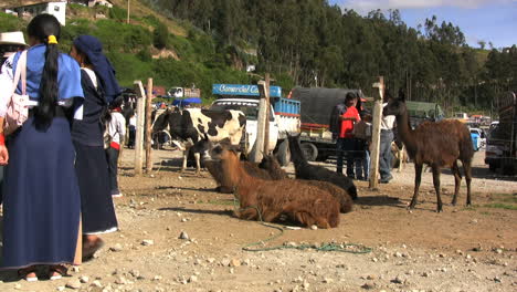Ecuador-Frauen-Und-Lamas-Im-Markt