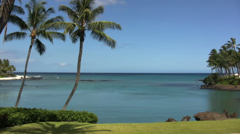 Hawaii-Bay-and-palm-trees