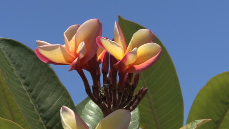 Hawaii-Tropische-Blühende-Frangipani