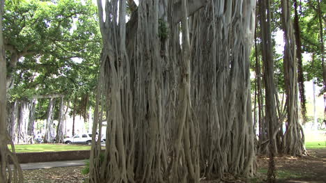 Honolulu-Banyan-tree-roots