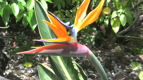 Kauai-Bird-of-Paradise-flower
