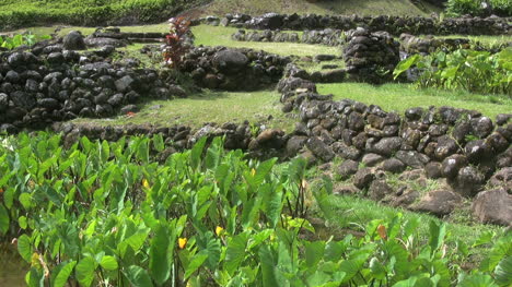 Ancient-terraces-and-taro-on-Kauai