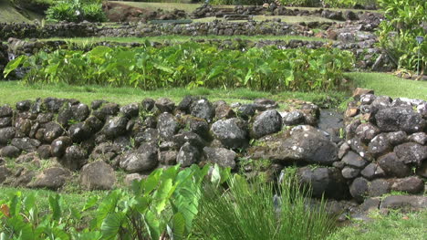 Kauai-Ancient-terraces-and-taro