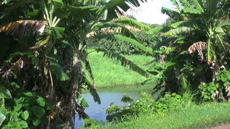 Kauai-Bananas-by-canal-2