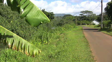 Kauai-Landstraße-Und-Bananenblätter
