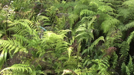 Kauai-Ferns-in-woods-2