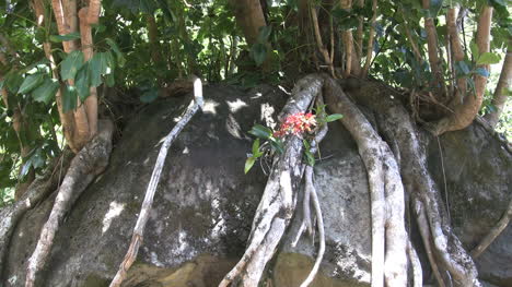 Kauai-Flower-and-tree-root-on-stone