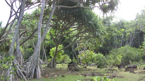 Pandanus-trees-with-stilt-roots-in-Kauai