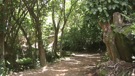 Kauai-Path-in-woods-with-shadows