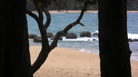 Kauai-sand-waves-and-tree-trunks