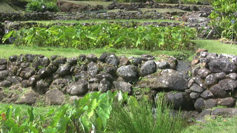 Kauai-Steinterrassen-Und-Taro-Pflanzen