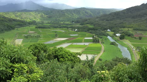 Kauai-View-of-green-rice-paddies