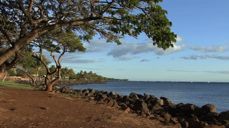 Playa-De-Maui-Con-árboles-Y-Rocas