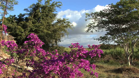 Maui-Landscape-with-flowers-3