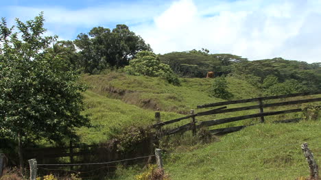 Maui-Pasture-and-fence