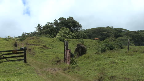 Maui-Pasture-and-gate