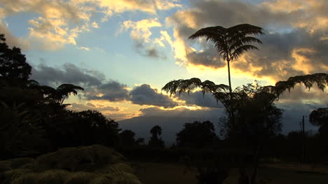 Maui-sunset-and-fern