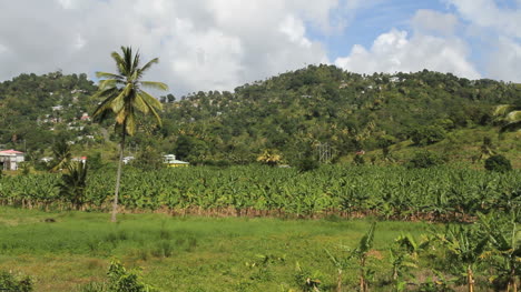 St.-Lucia-banana-plantation-agriculture