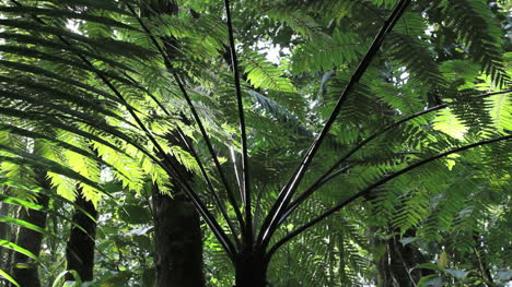 Dominica-tree-fern
