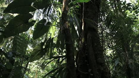 Dominica-rainforest