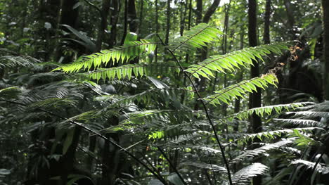 Dominica-rainforest-fern