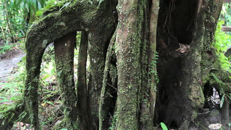 Mossy-roots-in-a-rainforest