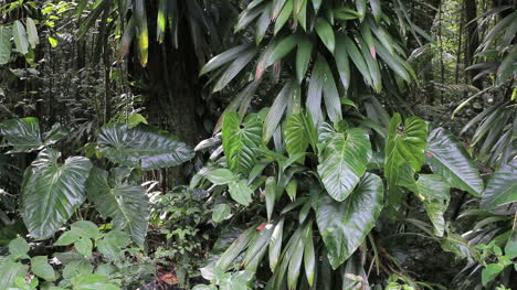 Leaves-in-a-rainforest
