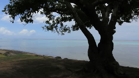 Tahiti-Ein-Baum-Auf-Dem-Seeweg