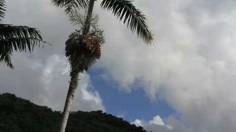 Tropische-Wolken-Und-Eine-Palme