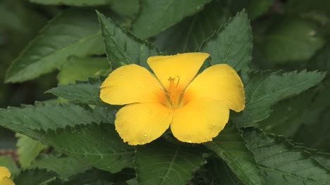 Yellow-flower-with-raindrops