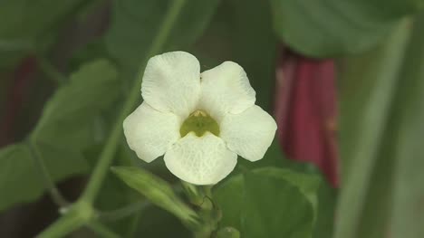 White-flower
